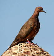 Laughing Dove