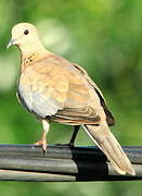 Laughing Dove