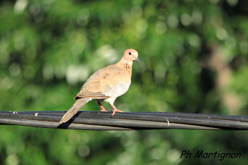 Laughing Dove, identification