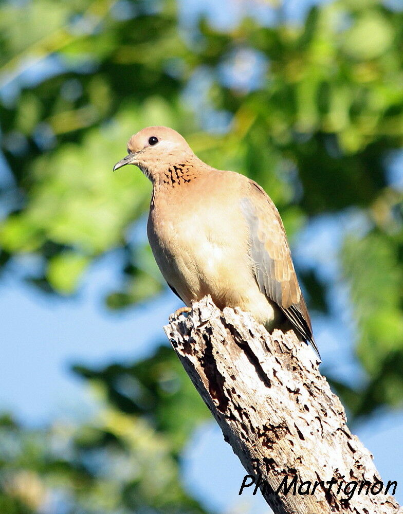 Tourterelle maillée, identification