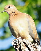 Laughing Dove