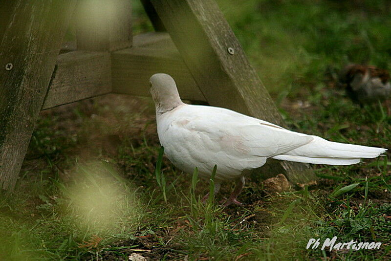 African Collared Dove