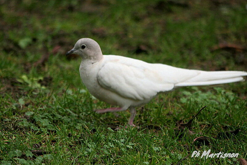 African Collared Dove