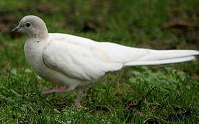 African Collared Dove