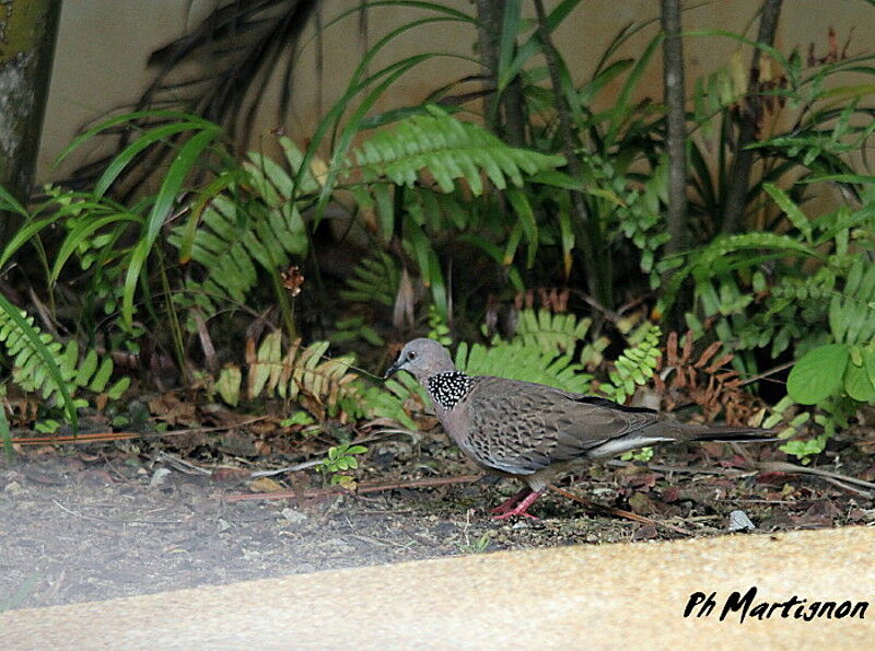 Spotted Dove