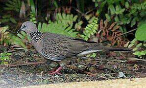 Spotted Dove