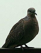 Spotted Dove