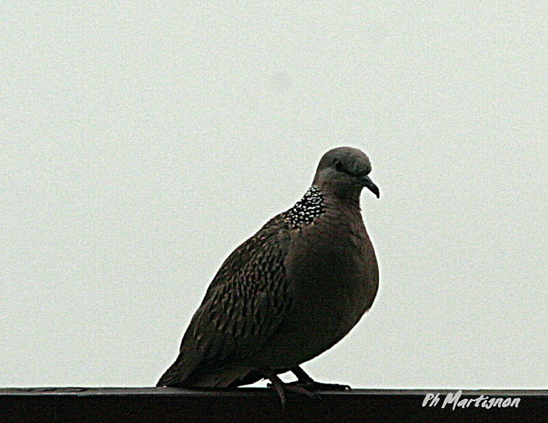 Spotted Dove, identification