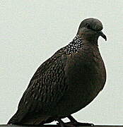 Spotted Dove