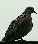 Spotted Dove