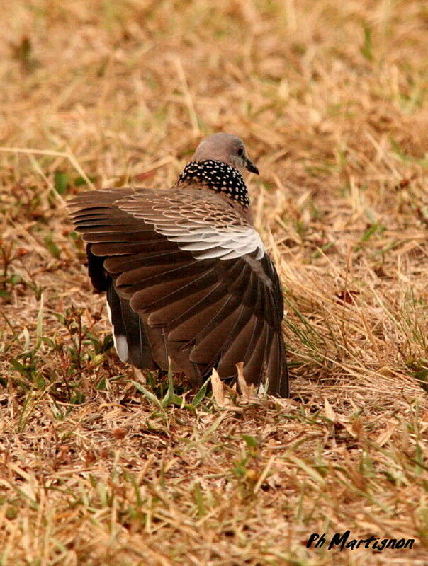 Tourterelle tigrine, identification