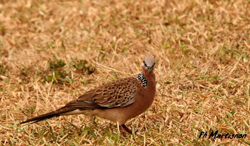 Tourterelle tigrine, identification