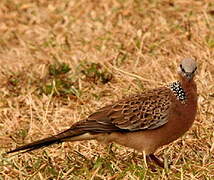 Spotted Dove