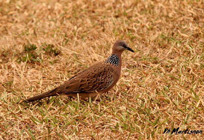 Tourterelle tigrine, identification