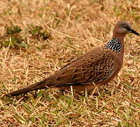 Spotted Dove