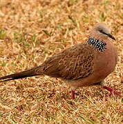 Spotted Dove