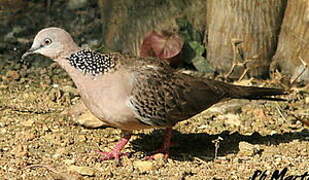 Spotted Dove