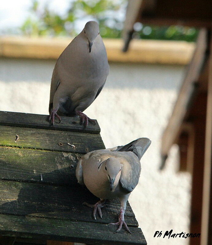 Eurasian Collared Dove