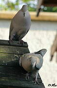 Eurasian Collared Dove