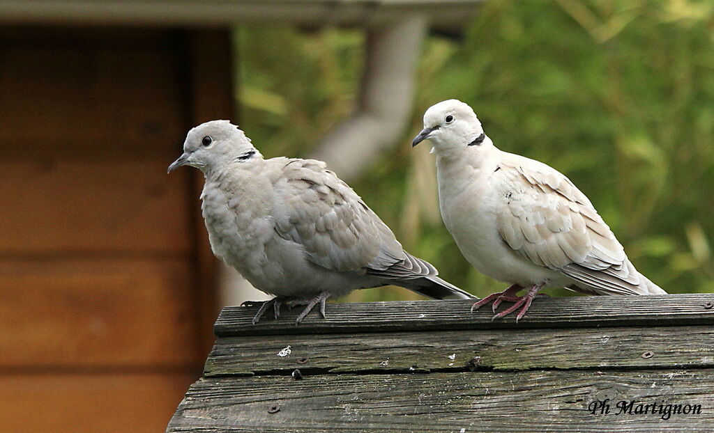 Eurasian Collared Dove