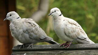 Eurasian Collared Dove