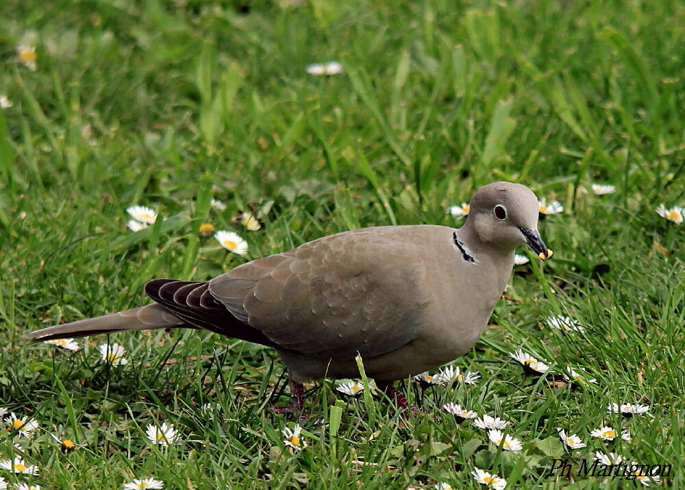 Eurasian Collared Dove, identification