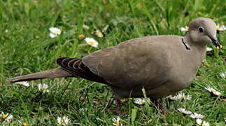 Eurasian Collared Dove