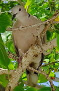 Eurasian Collared Dove