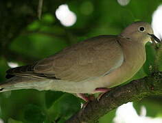 Eurasian Collared Dove