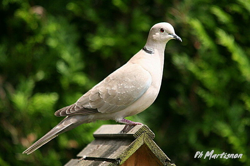 Tourterelle turque, identification