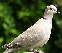 Eurasian Collared Dove