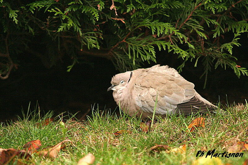 Eurasian Collared Dove, identification