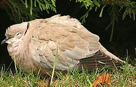 Eurasian Collared Dove