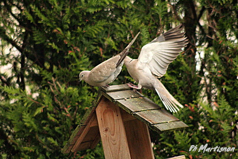 Eurasian Collared Dove, identification, Behaviour