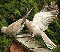 Eurasian Collared Dove