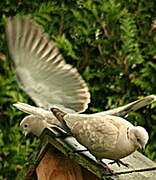 Eurasian Collared Dove