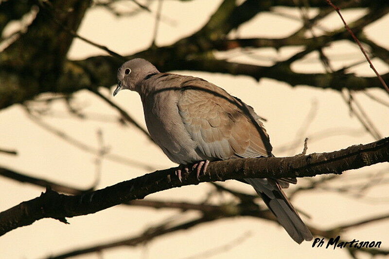 Tourterelle turque, identification