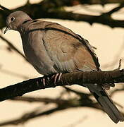 Eurasian Collared Dove