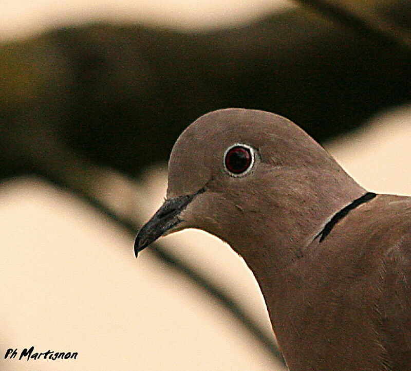 Tourterelle turque, identification