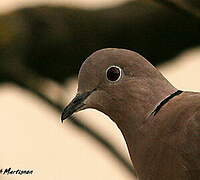 Eurasian Collared Dove