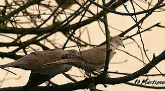 Eurasian Collared Dove