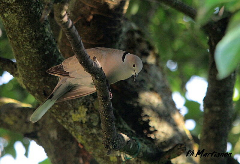 Eurasian Collared Dove