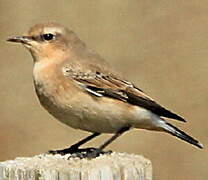 Northern Wheatear