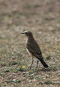 Northern Wheatear