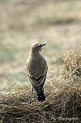 Northern Wheatear