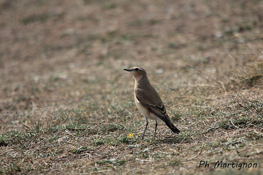 Traquet motteux femelle, identification