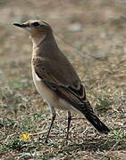 Northern Wheatear