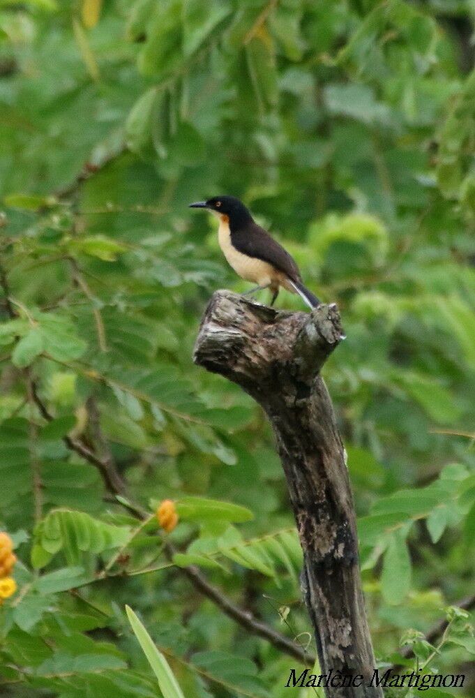 Black-capped Donacobius, identification