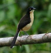 Black-capped Donacobius