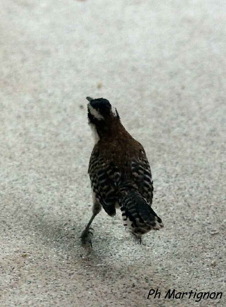 Veracruz Wren, identification